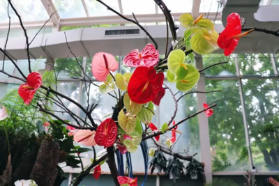 火鶴花開繽紛迎夏科博館「火鶴花展」登場